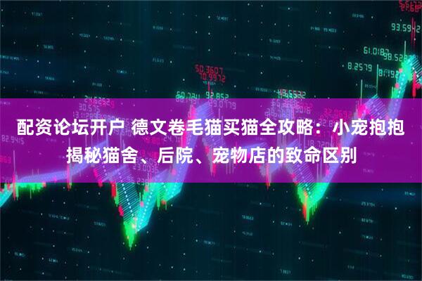 配资论坛开户 德文卷毛猫买猫全攻略：小宠抱抱揭秘猫舍、后院、宠物店的致命区别